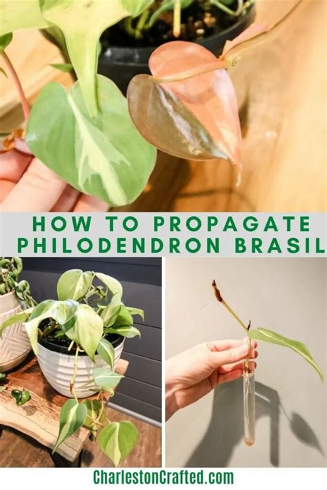 how to propagate brasil philodendron